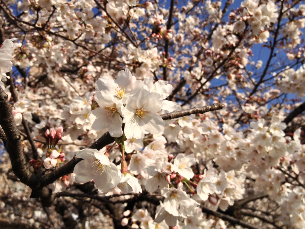 photo 1 (1)