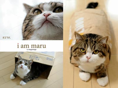 maru-the-cat-book